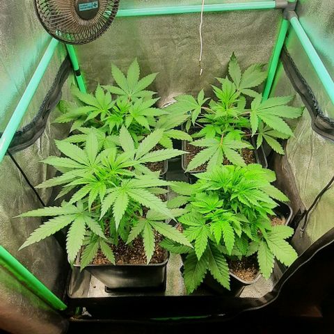 Green Gelato growlog photo: Comienzo 4 semana vegeta.