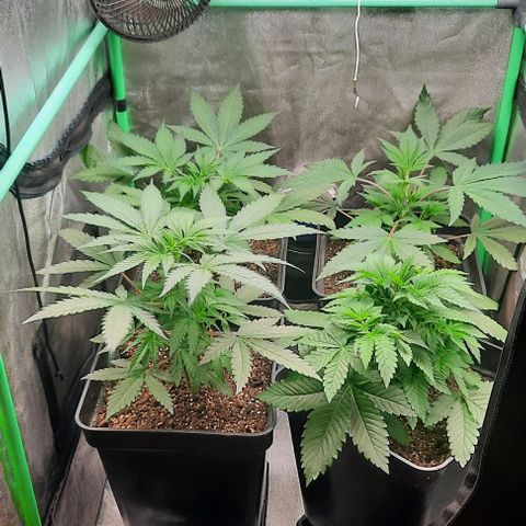 Green Gelato growlog photo: Comienzo 4 semana vegeta.