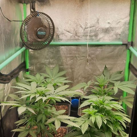 Green Gelato growlog photo: Comienzo 4 semana vegeta.