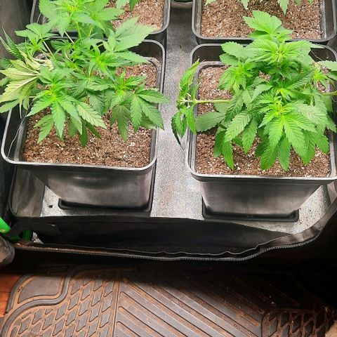 Green Gelato growlog photo: Lst + Poda