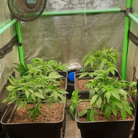 Green Gelato growlog photo: Lst + Poda