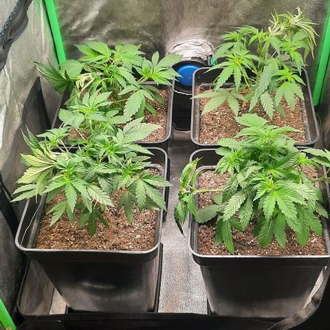 Green Gelato growlog photo: Lst + Poda