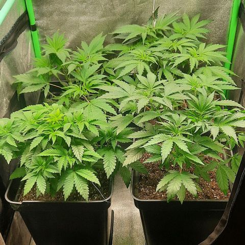 Green Gelato growlog photo: Comienzo quinta semana , recuperandose de podas y lst
