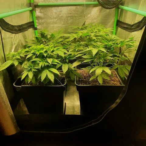 Green Gelato growlog photo: Comienzo quinta semana , recuperandose de podas y lst