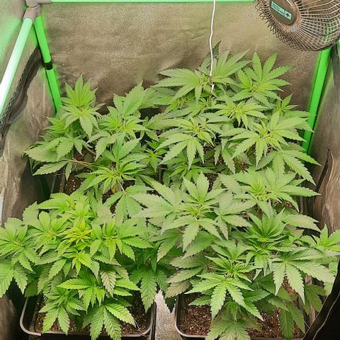 Green Gelato growlog photo: Comienzo quinta semana , recuperandose de podas y lst