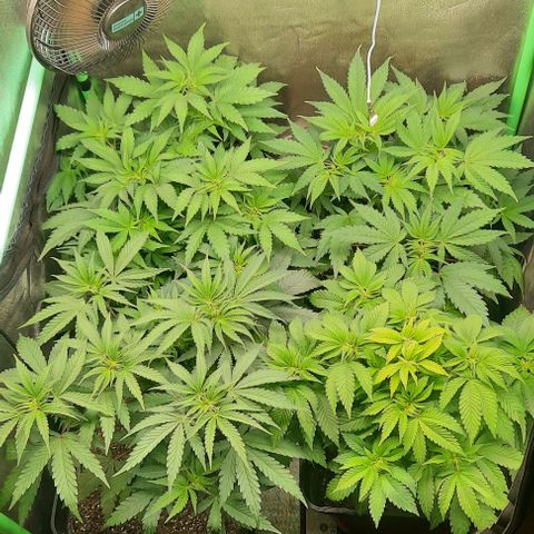 Green Gelato growlog photo: Comienzo 6 semana