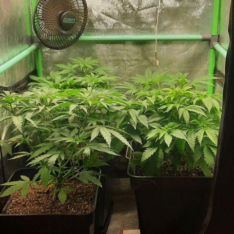 Green Gelato growlog photo: Comienzo 6 semana