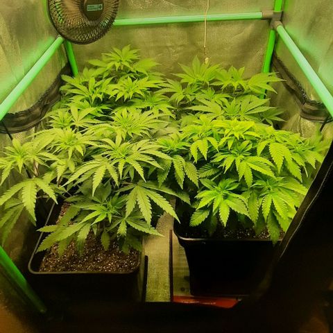 Green Gelato growlog photo: Comienzo 6 semana
