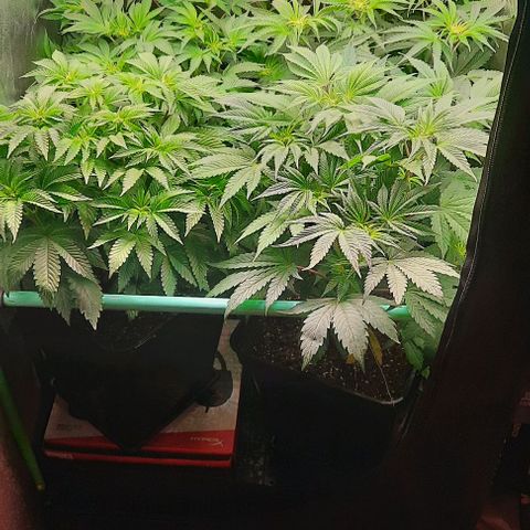 Green Gelato growlog photo: Comienzo primera semana de flora.