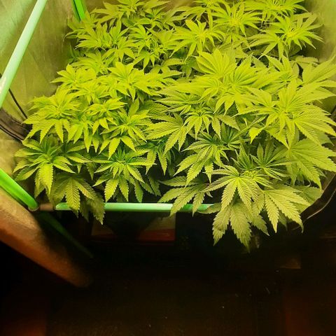 Green Gelato growlog photo: Comienzo primera semana de flora.