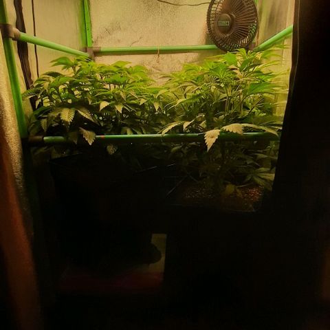 Green Gelato growlog photo: Comienzo primera semana de flora.