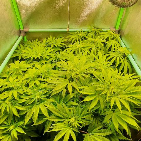 Green Gelato growlog photo: Comienzo 2 semana flora