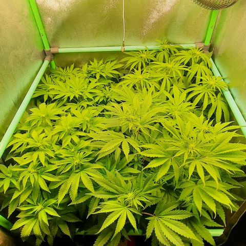 Green Gelato growlog photo: Comienzo 2 semana flora