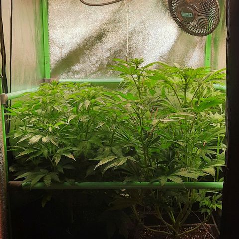 Green Gelato growlog photo: Comienzo 2 semana flora