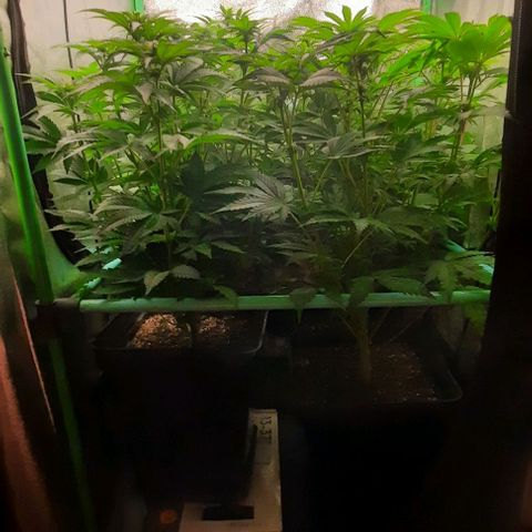 Green Gelato growlog photo: Comienzo 3 semana de flora.
