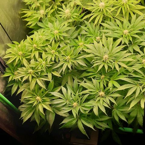 Green Gelato growlog photo: Comienzo 3 semana de flora.