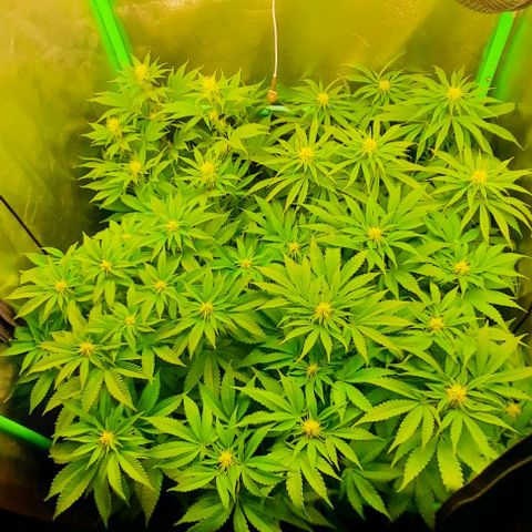Green Gelato growlog photo: Comienzo 3 semana de flora.