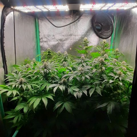 Green Gelato growlog photo: Comienzo 4 semana flora