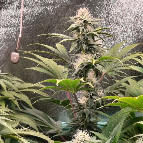 Green Gelato growlog photo: Comienzo 4 semana flora
