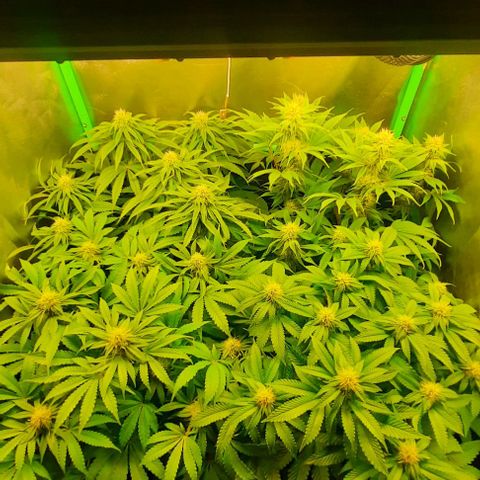 Green Gelato growlog photo: Comienzo 4 semana flora