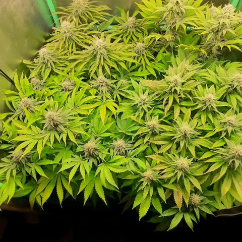 Green Gelato growlog photo: Comienzo 5 semana flora