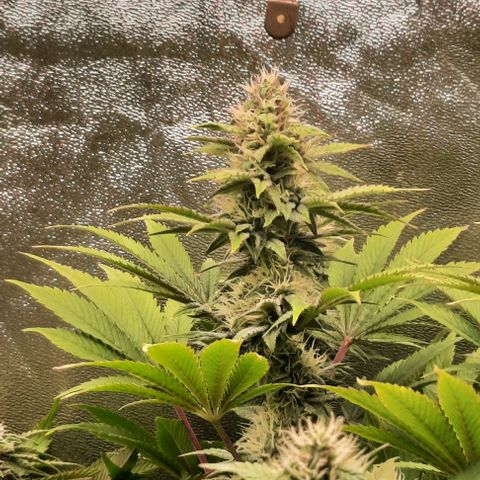 Green Gelato growlog photo: Comienzo 5 semana flora
