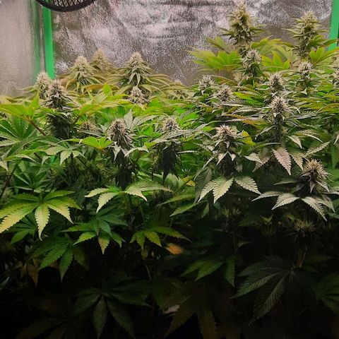 Green Gelato growlog photo: Comienzo 5 semana flora