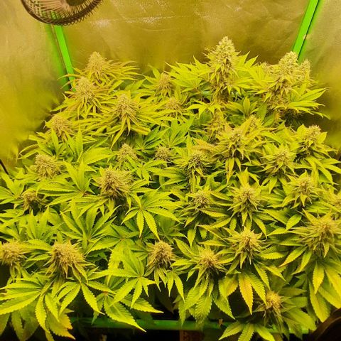Green Gelato growlog photo: Comienzo 6 semana flora