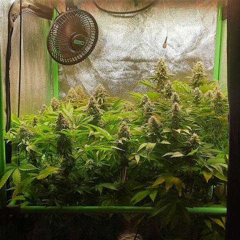 Green Gelato growlog photo: Comienzo 6 semana flora