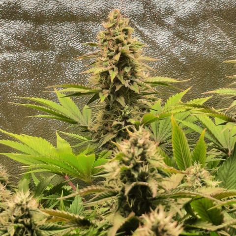 Green Gelato growlog photo: Comienzo 6 semana flora