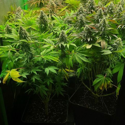 Green Gelato growlog photo: Comienzo 7 semana, ultima fert.