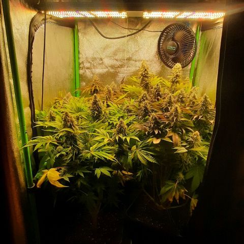 Green Gelato growlog photo: Comienzo 7 semana, ultima fert.