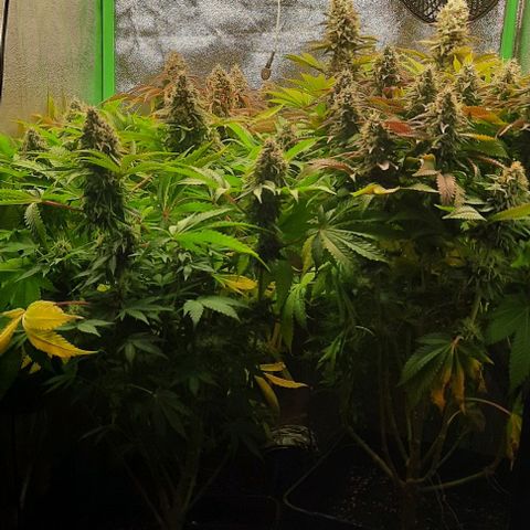 Green Gelato growlog photo: Comienzo 7 semana, ultima fert.