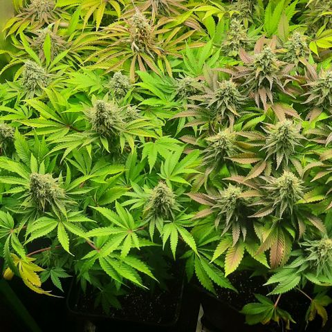 Green Gelato growlog photo: Comienzo 7 semana, ultima fert.