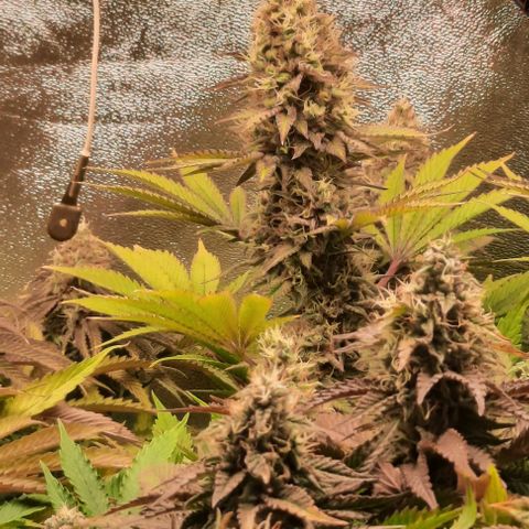 Green Gelato growlog photo: Comienzo 7 semana, ultima fert.