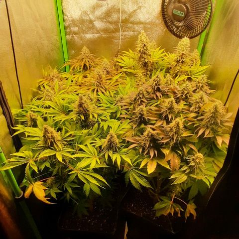 Green Gelato growlog photo: Comienzo 7 semana, ultima fert.