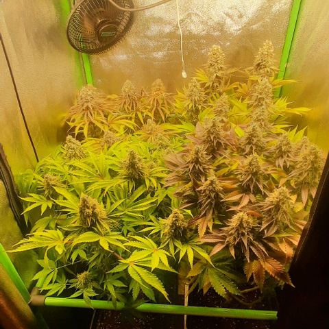 Green Gelato growlog photo: Comienzo 8 semana