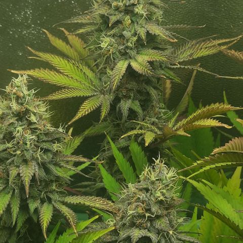 Green Gelato growlog photo: Comienzo 8 semana