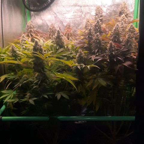 Green Gelato growlog photo: Comienzo 8 semana