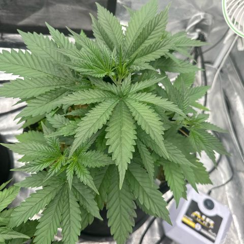 Speedrun Mystery 1 growlog timeline photo