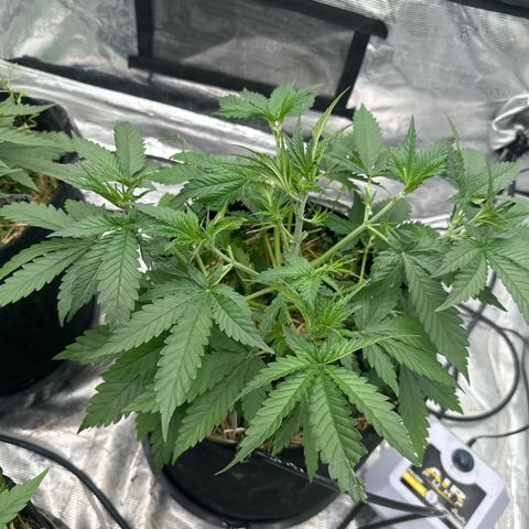 Speedrun Mystery 1 growlog timeline photo