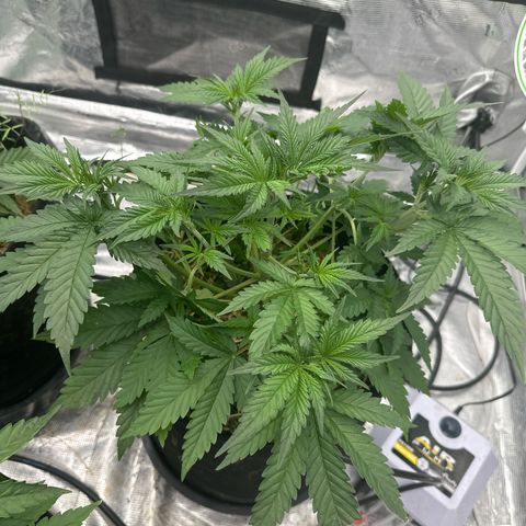 Speedrun Mystery 1 growlog photo: Some leaf tucking as well 