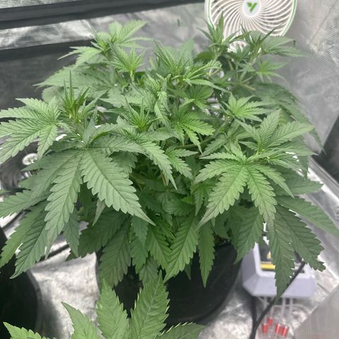 Speedrun Mystery 1 growlog timeline photo