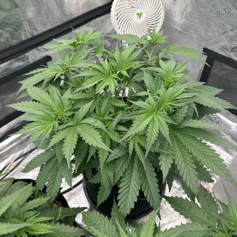 Speedrun Mystery 1 growlog timeline photo