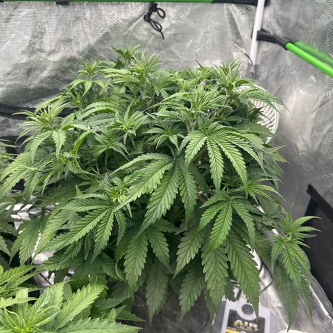 Speedrun Mystery 1 growlog timeline photo