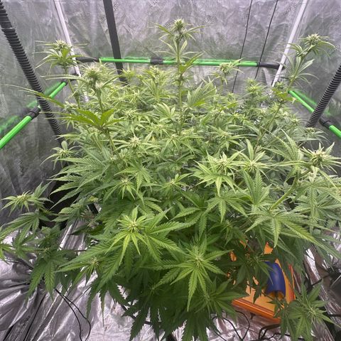 Speedrun Mystery 1 growlog timeline photo