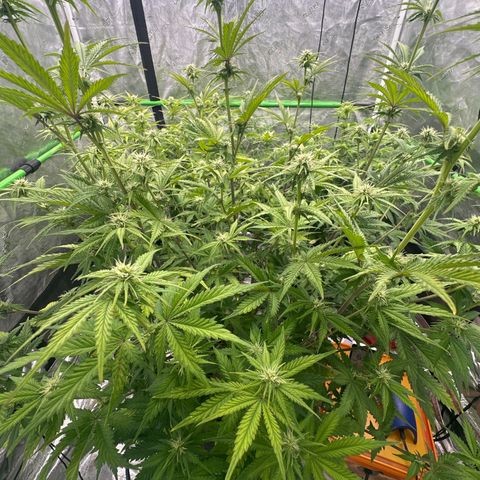 Speedrun Mystery 1 growlog timeline photo