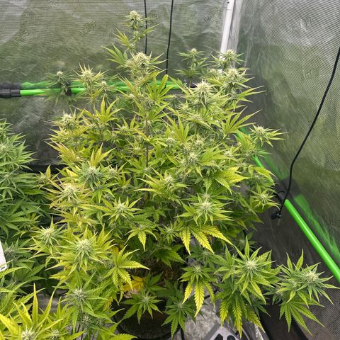 Speedrun Mystery 1 growlog timeline photo