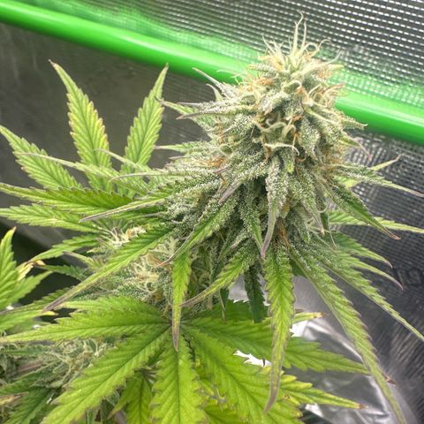 Speedrun Mystery 1 growlog timeline photo