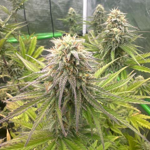 Speedrun Mystery 1 growlog timeline photo